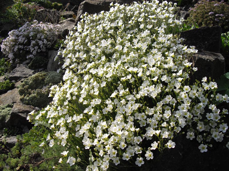 Minuartia capillacea photo